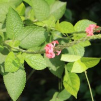 Stachytarpheta mutabilis (Jacq.) Vahl